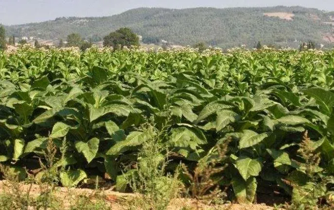 Un campo di piante di tabacco con le montagne sullo sfondo