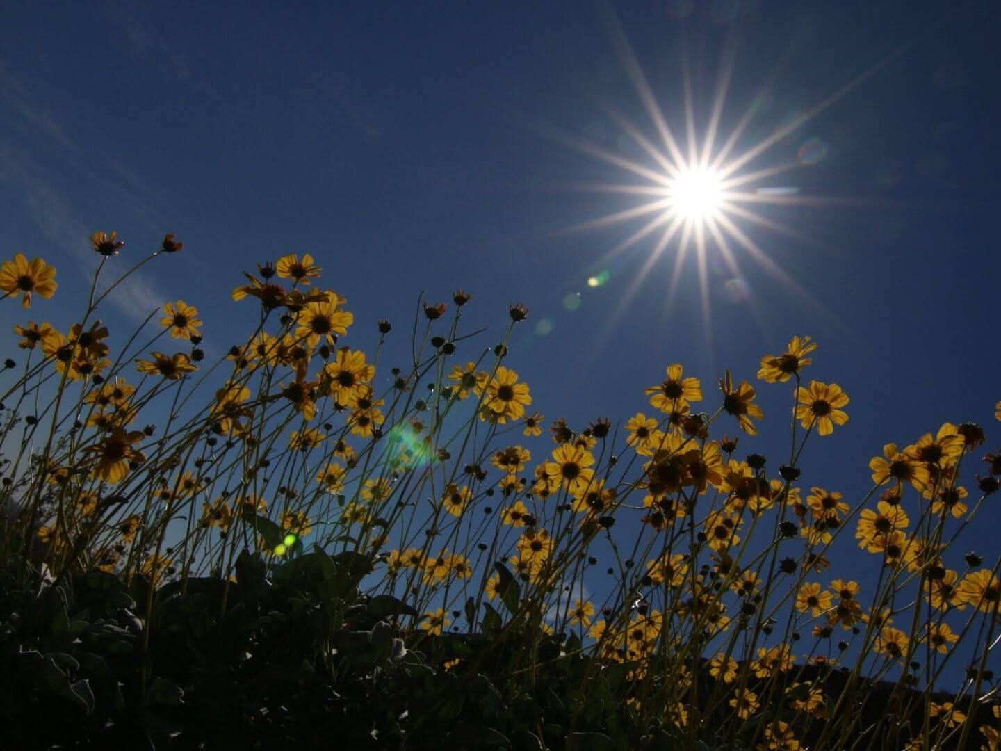 Photosynthesis Exploring the Process of Photosynthesis