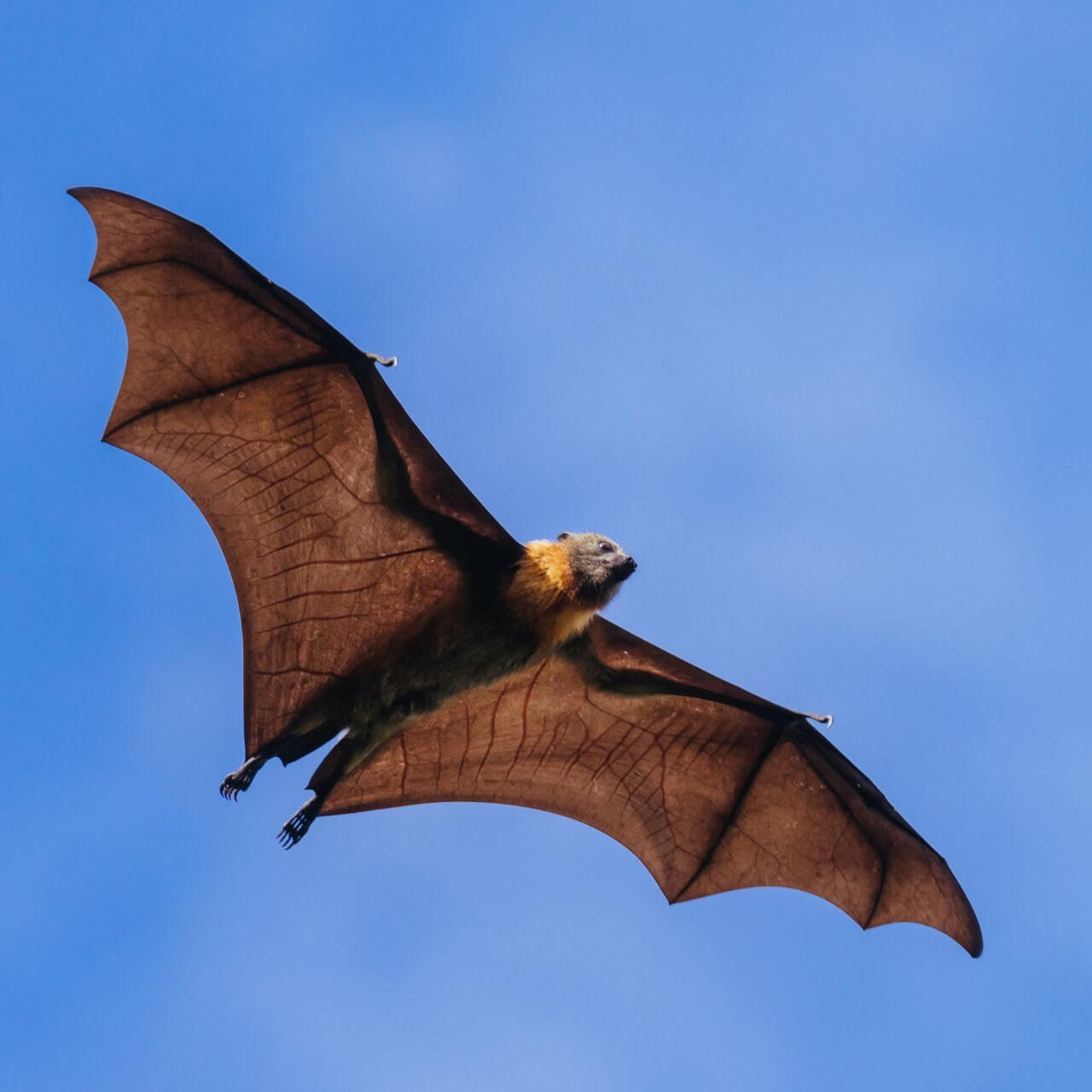 Flying Foxes