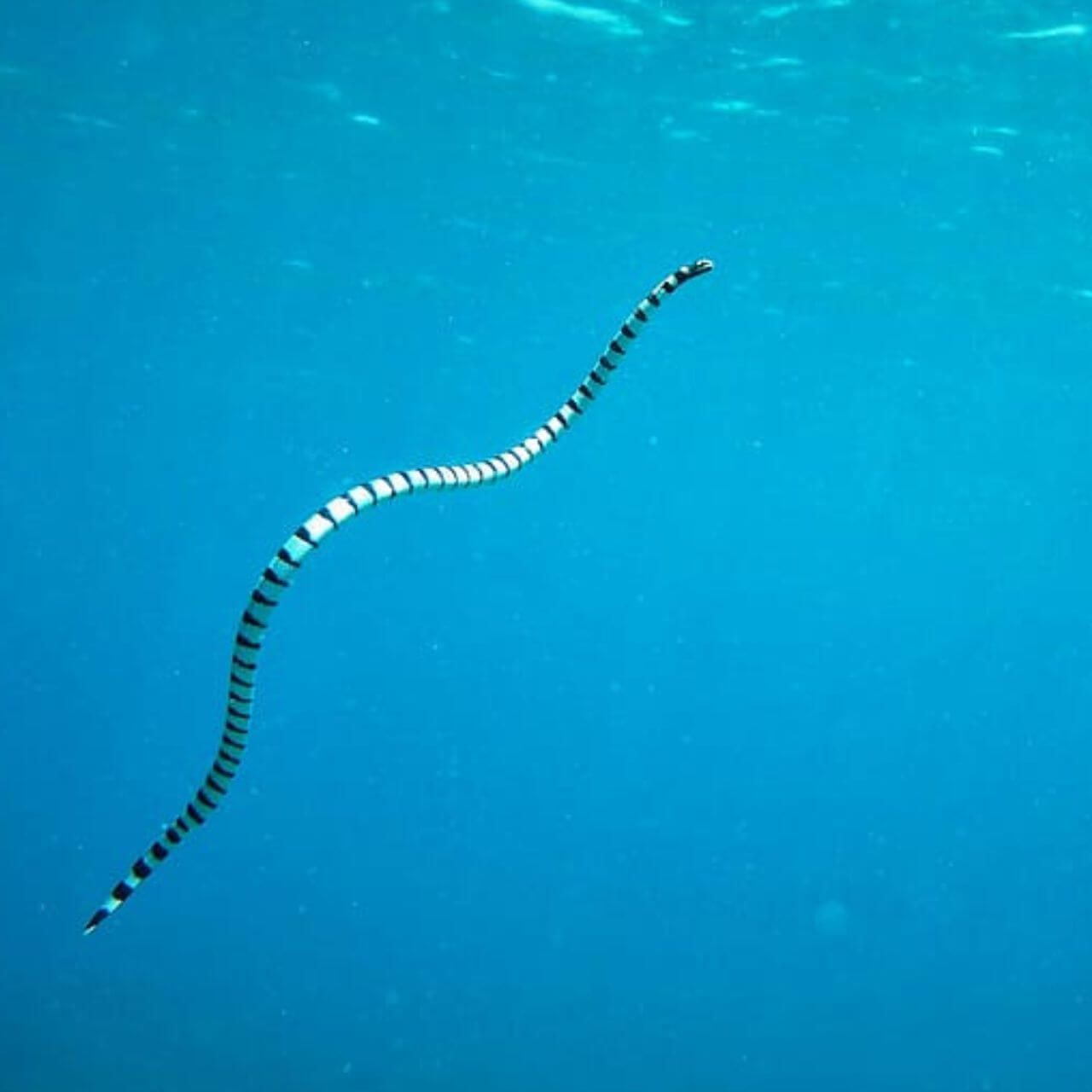 Sea Snakes | Venomous Ocean Reptiles | EdZOOcating Adventures