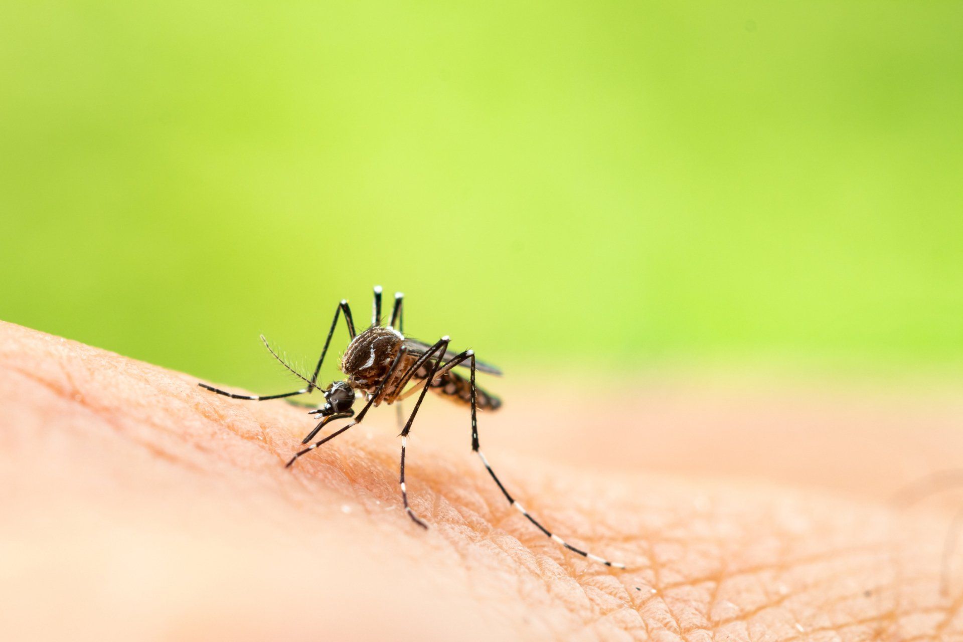 Mosquito — Wagga Wagga, NSW — Terminate Pest Control