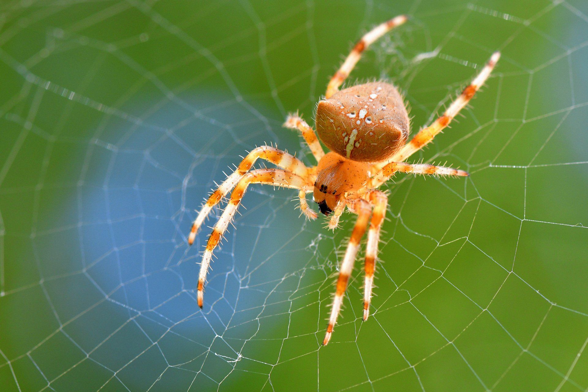 Spider — Wagga Wagga, NSW — Terminate Pest Control