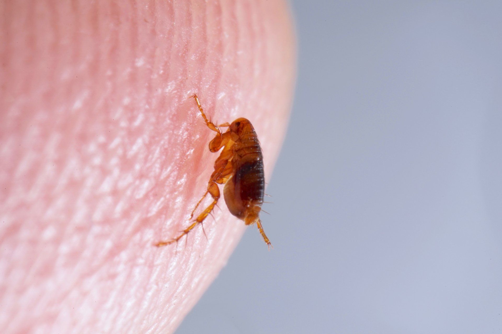Flea — Wagga Wagga, NSW — Terminate Pest Control