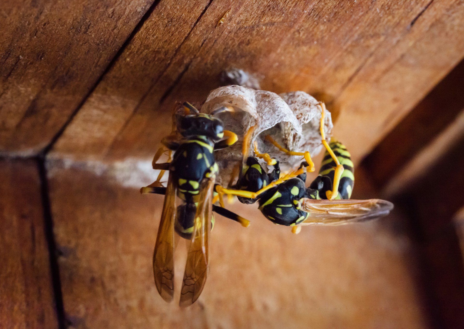 Bees — Wagga Wagga, NSW — Terminate Pest Control