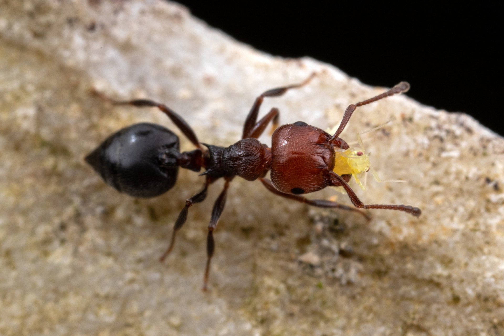 Ant — Wagga Wagga, NSW — Terminate Pest Control
