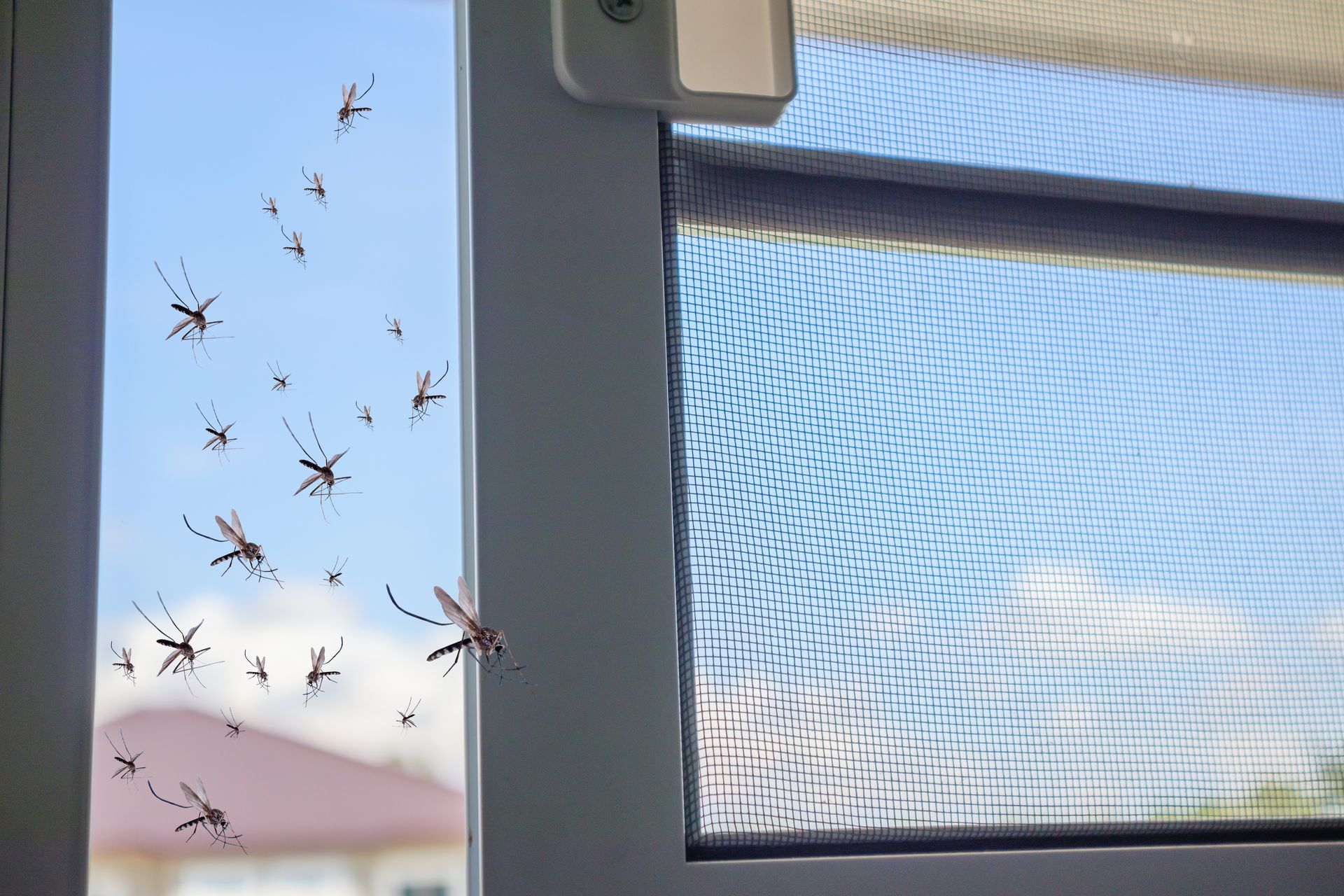 A swarm of mosquitoes hovering outside a window next to a screened pane against a blue sky. A swarm of mosquitoes hovering outside a window next to a screened pane against a blue sky.