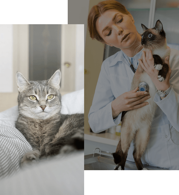 Cat Vet Akron, Cat Veterinarian Wadsworth OH