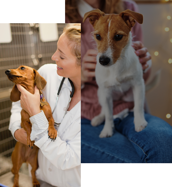 Dog Vet Akron, Dog Veterinarian Wadsworth OH