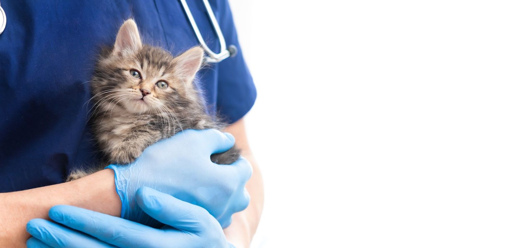 Vet Clinic Best Vets For Cats Near Me Veterinary Doctors Vets Near