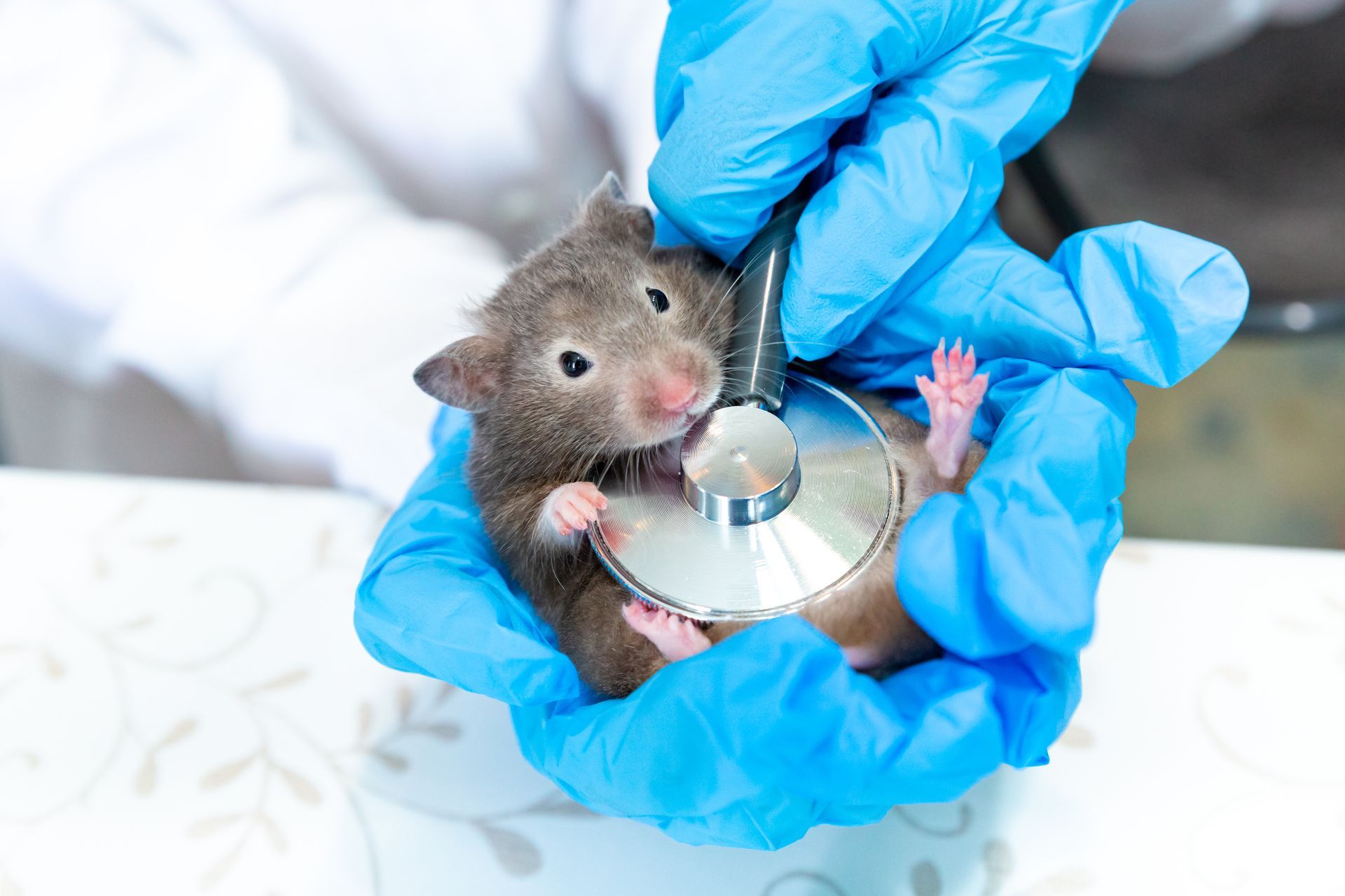 A person is holding a hamster with a stethoscope in their hands.