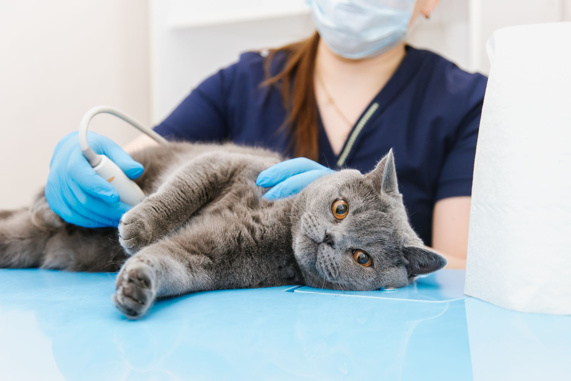 A cat is laying on a table being examined by a veterinarian.