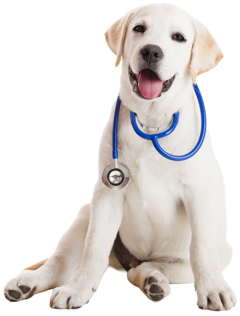 A white dog with a blue stethoscope around its neck