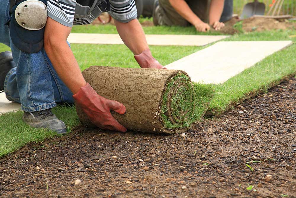 Man Laying Sod for New Lawn — Putnam Valley, NY — B & B Landscaping & Gardening Inc.
