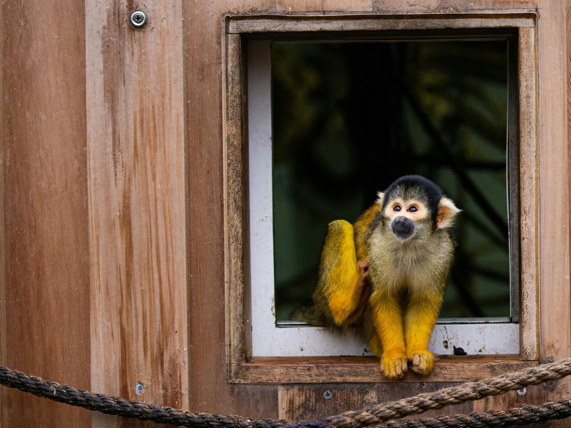 Squirrel monkey in a window, with yellow limbs and a black and white face, looking out.
