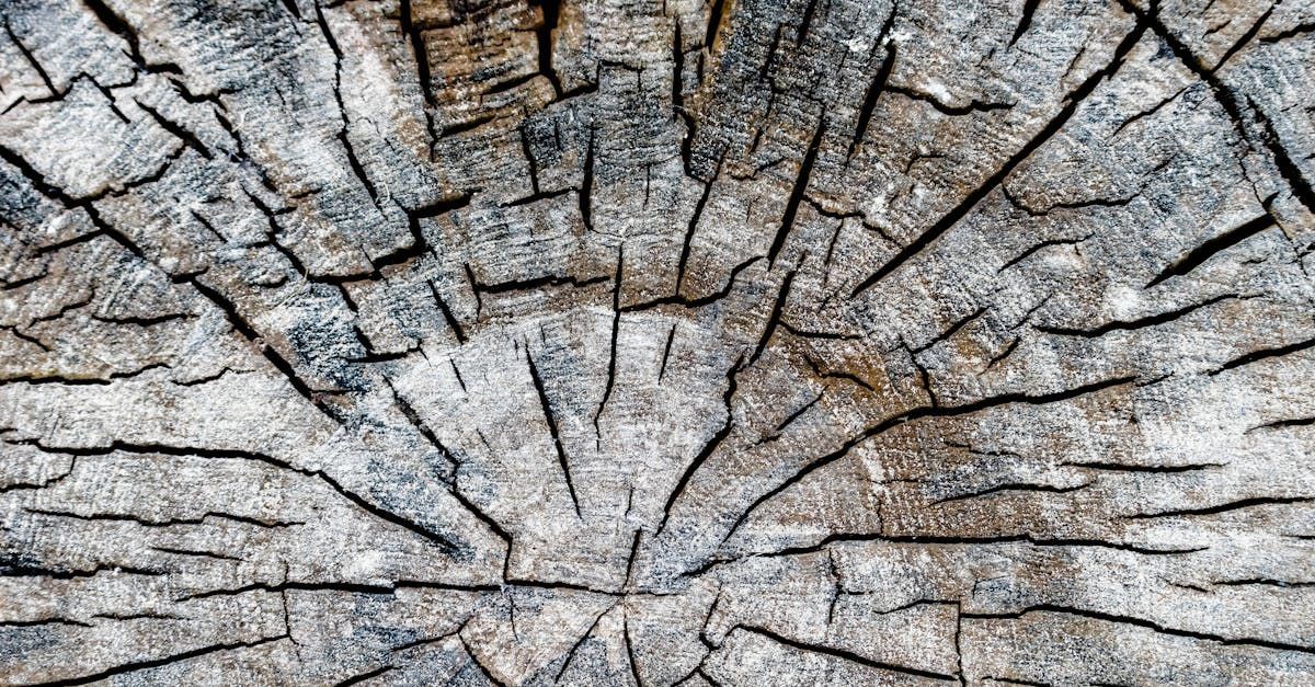 A close up of a tree stump showing the texture of the wood.