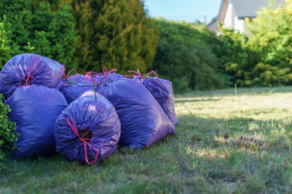 Purple trash bags piled on grass in a sunny yard near trees and a house