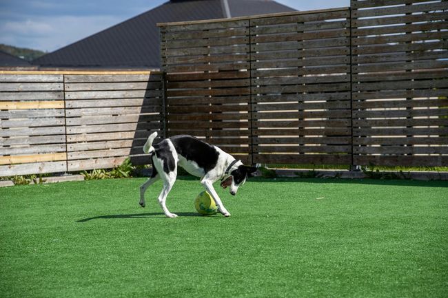 Black-and-white dog running on green grass in a fenced backyard