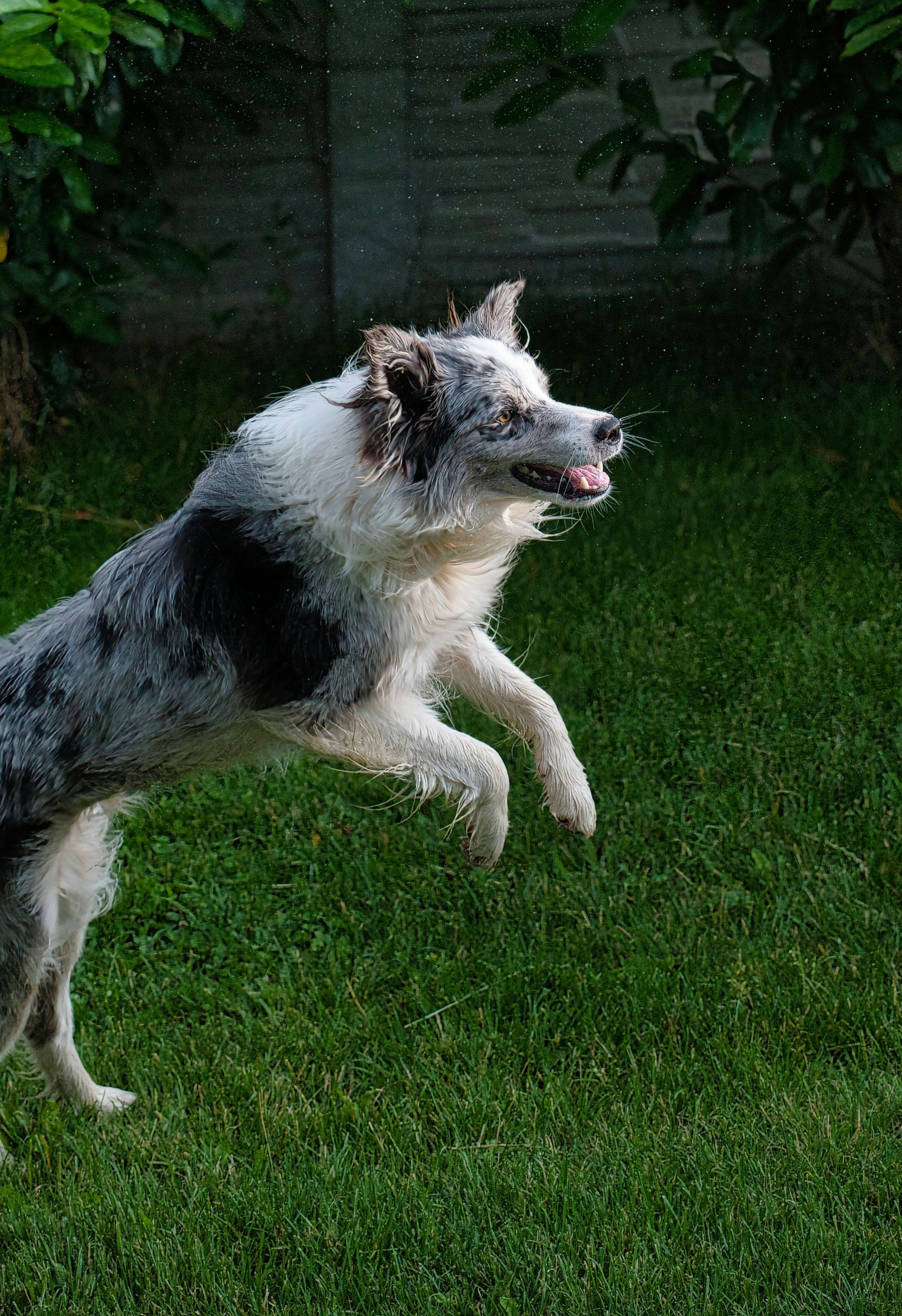 Dog jumping in a grassy yard with water spraying over its fur