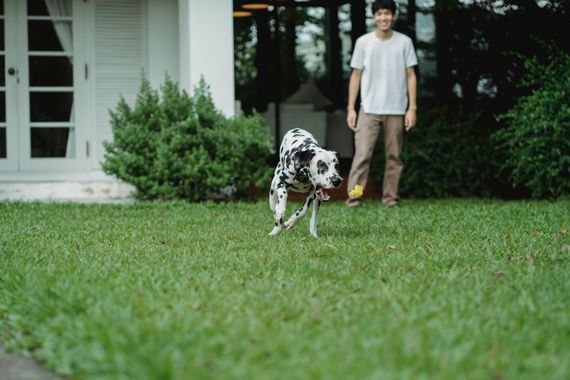 Dalmatian running on grass with a person standing behind it near a house