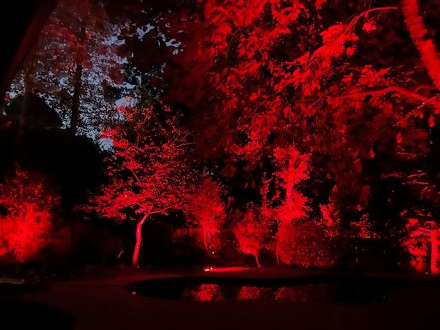A dark forest with red lights on the trees at night.