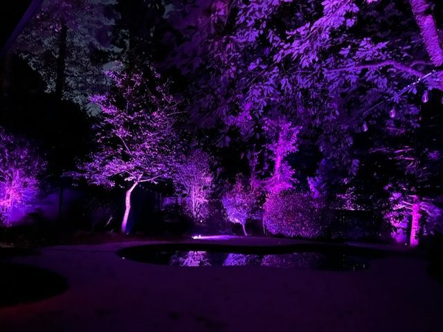 A forest is lit up with purple lights at night.