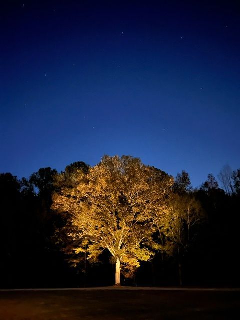 A tree is lit up at night with a blue sky in the background.