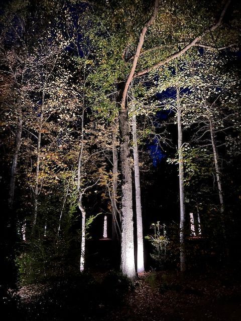 A dark forest with trees lit up at night.