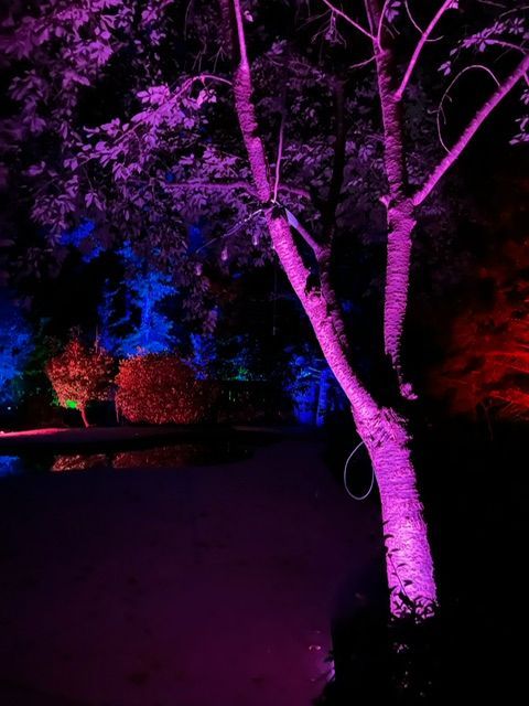 A tree is lit up with purple and blue lights at night.