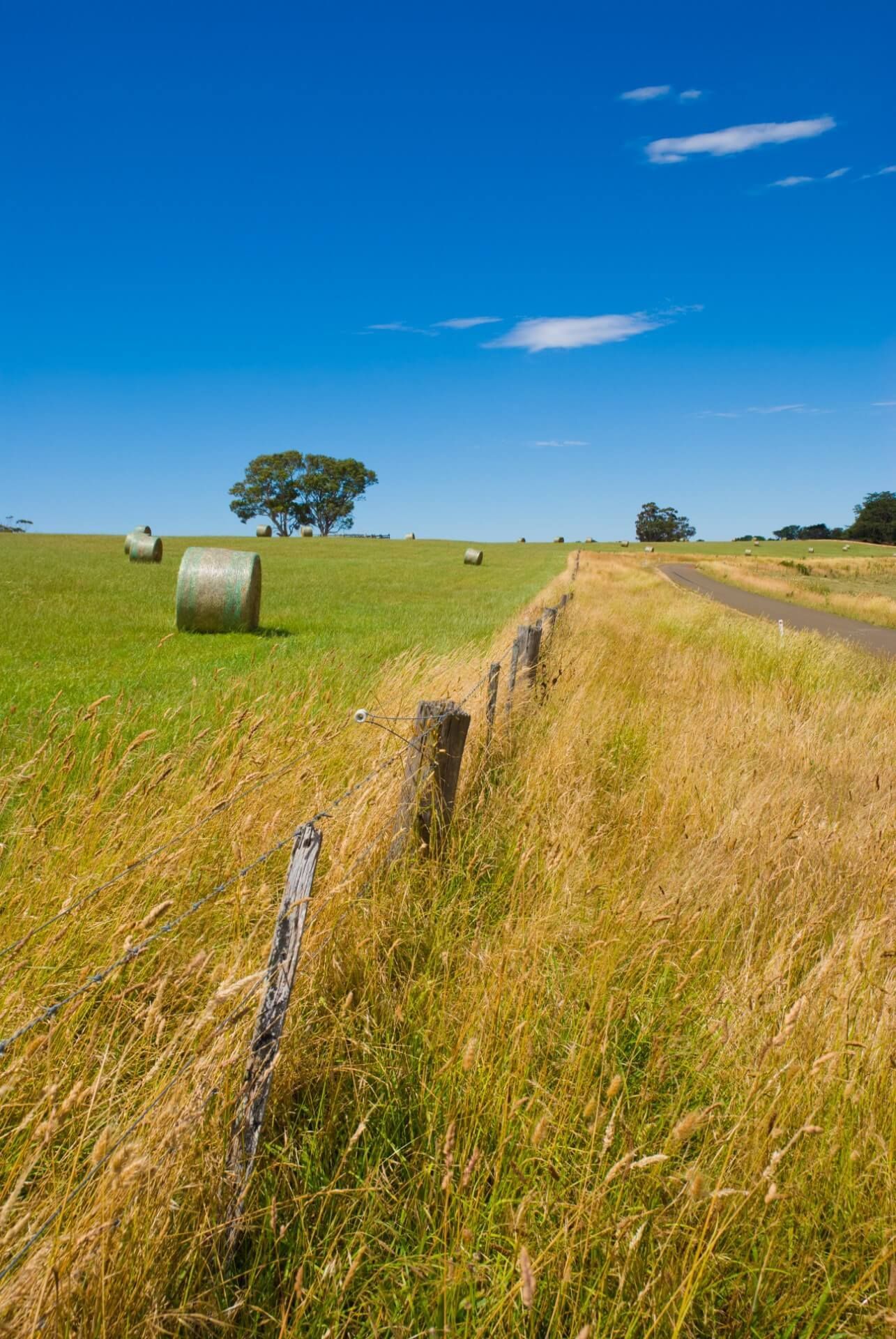 A sunny rural scene: a field of hay bales, a dirt track, and a fence under a bright blue sky.