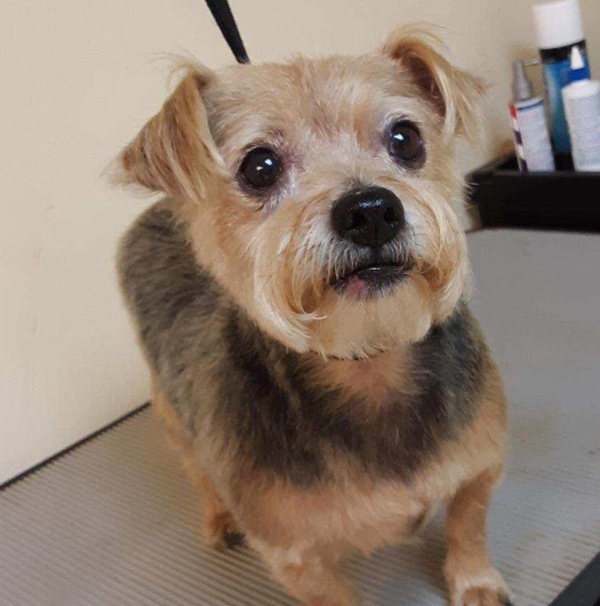 A small dog is sitting on a table and looking at the camera.