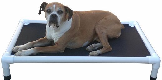 A brown and white dog is laying on a bed.