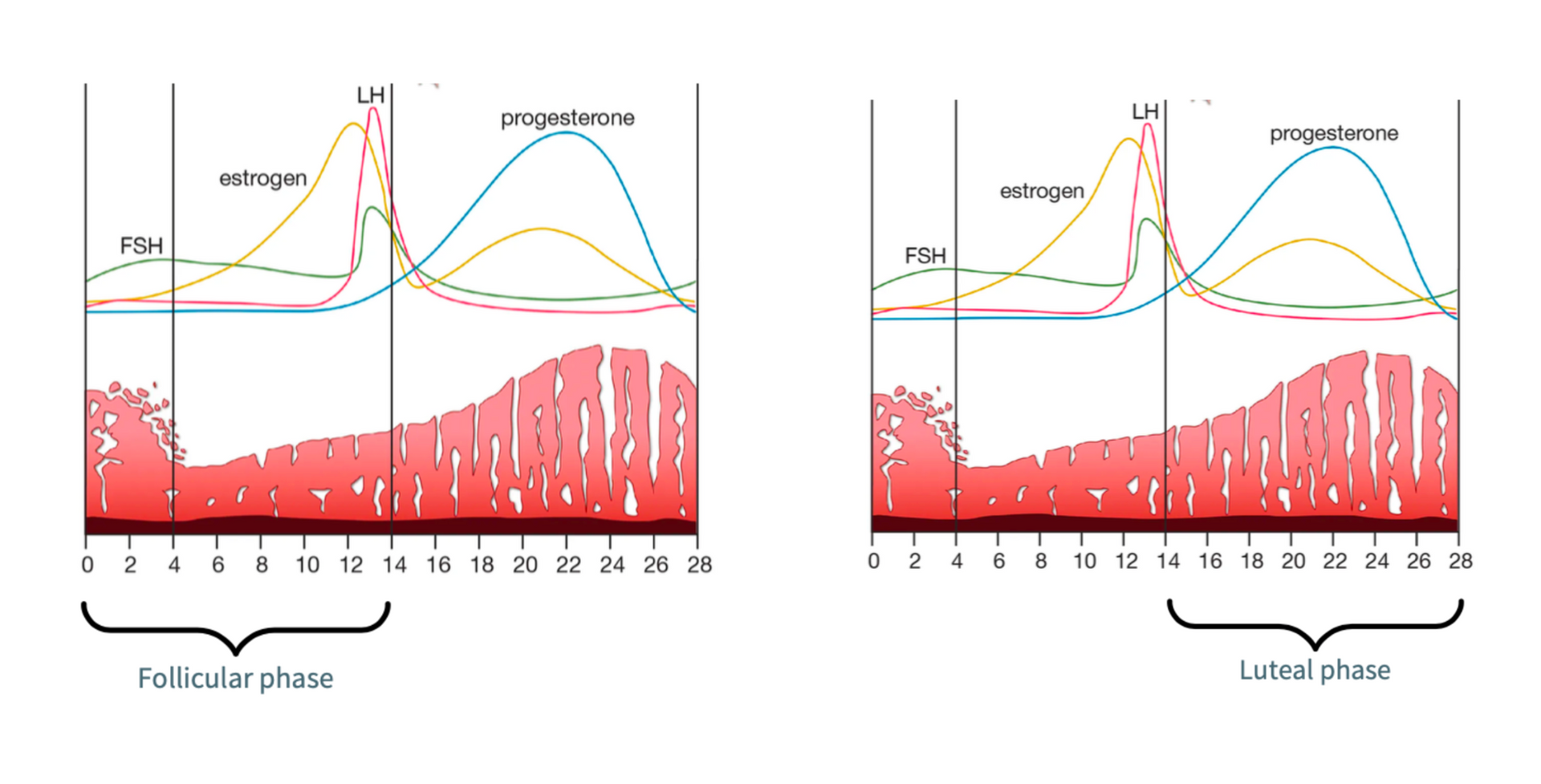 normal menstrual cycle