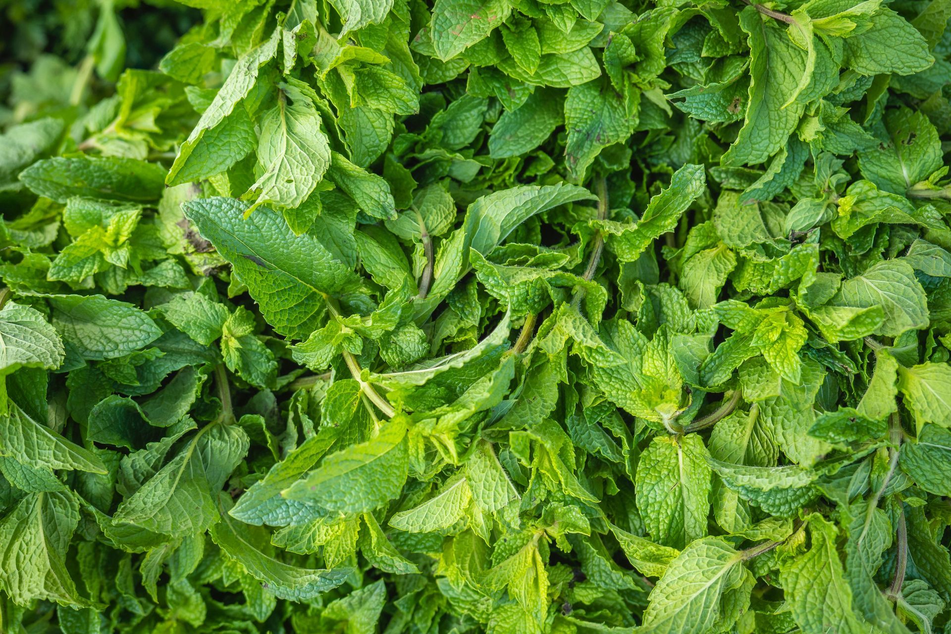 spearmint tea hormone balance PCOS testosterone