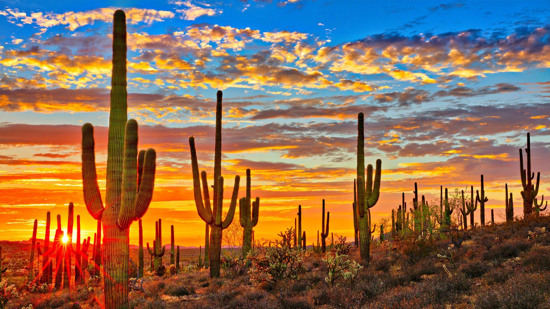 sunset with cactus in AZ