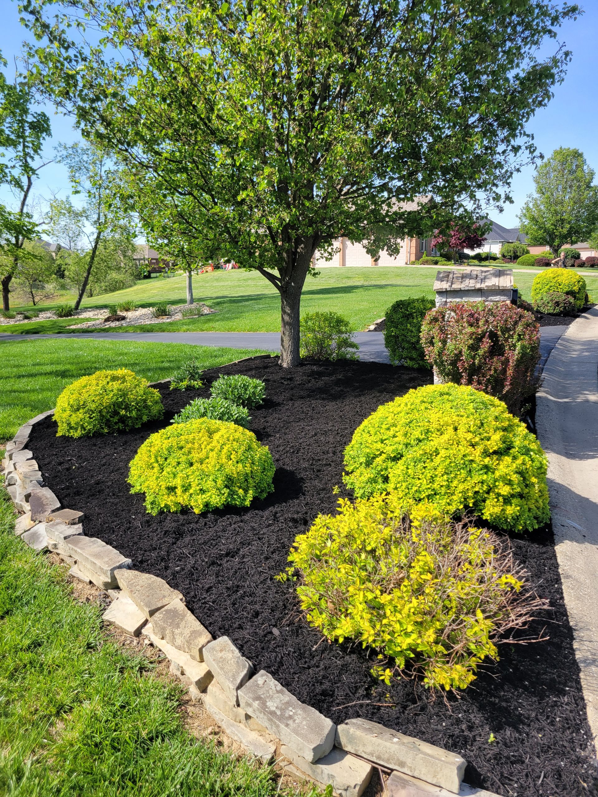Lush green and yellow bushes surrounded by black mulch and bordered by stone blocks, with a tree in the background.