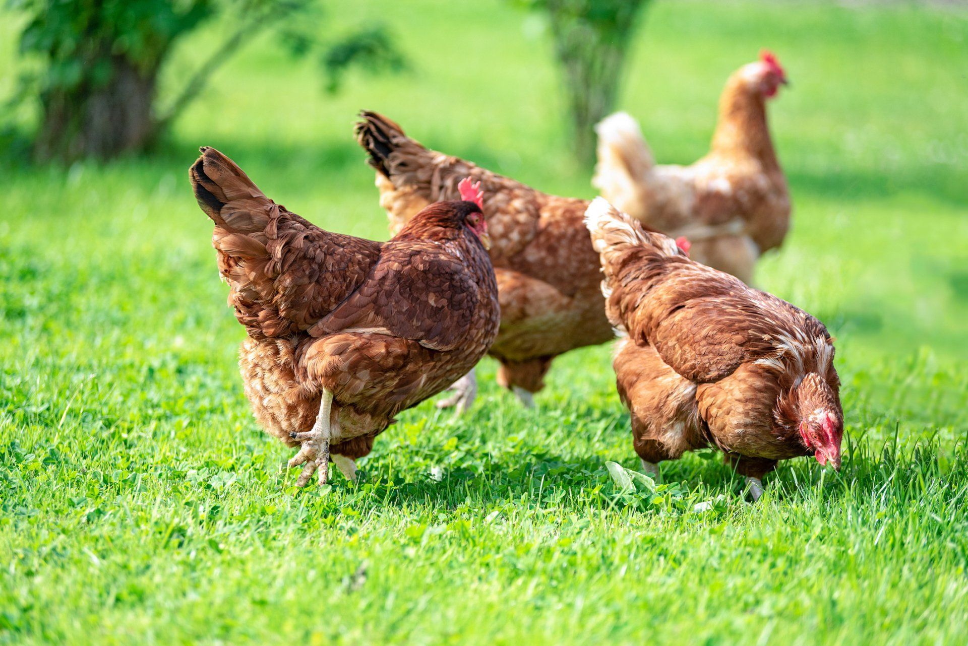Quality Chicken Feed