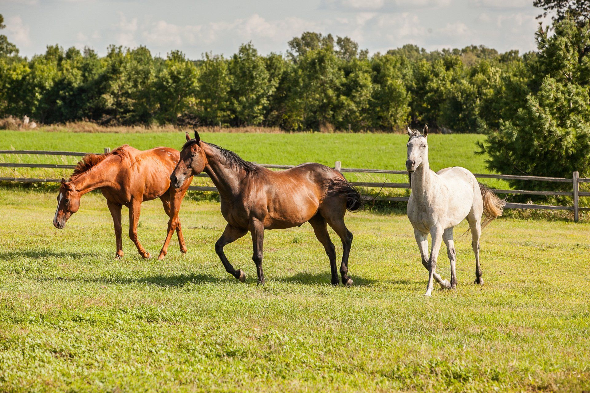 Quality Horse Feeds