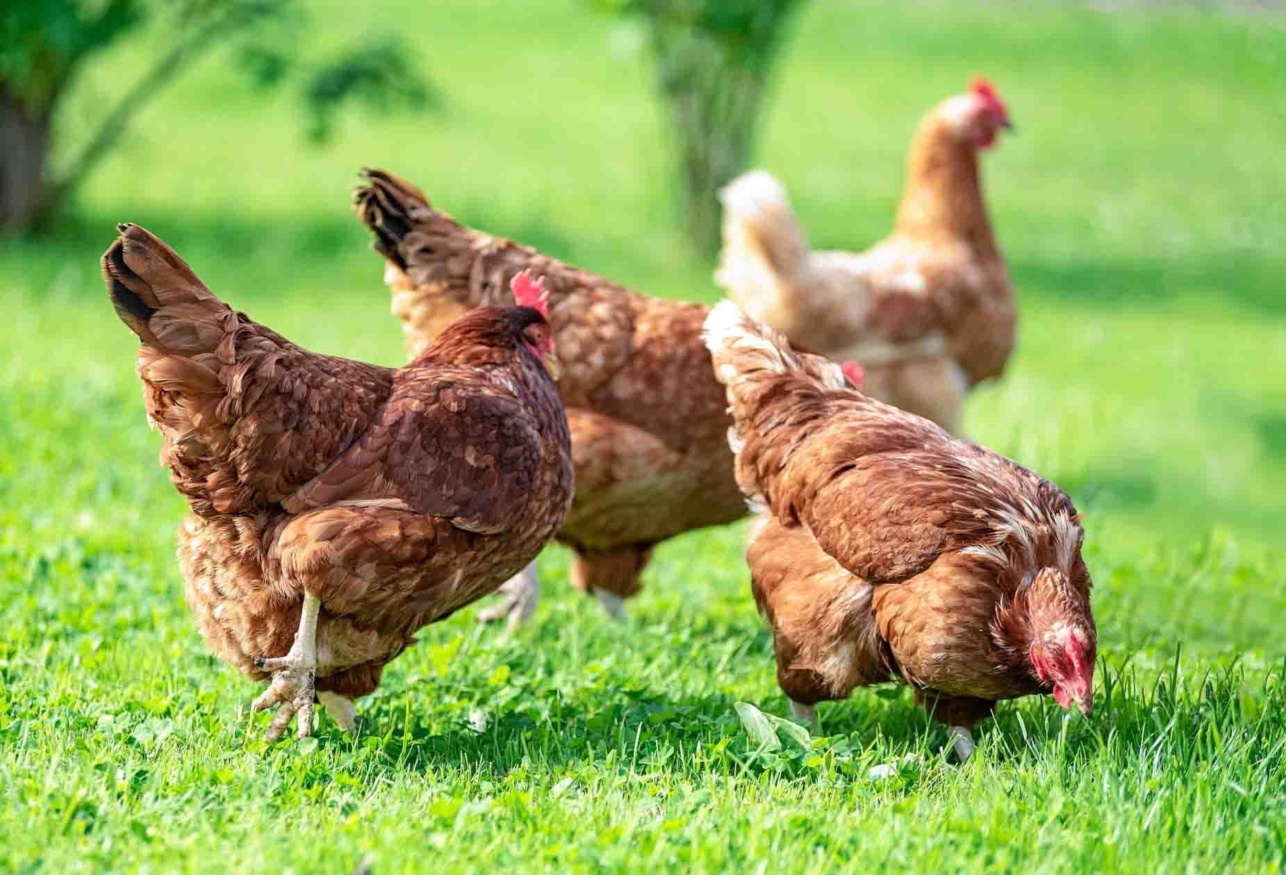 Chickens