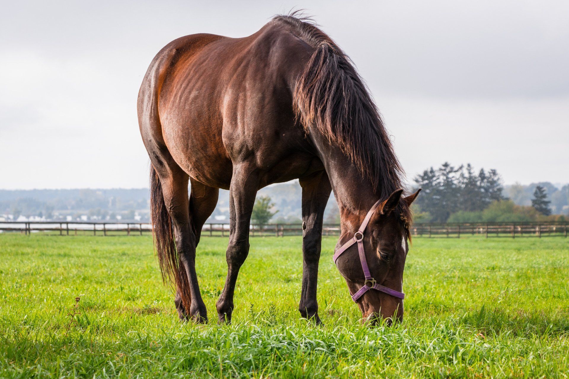 Horse Feeds