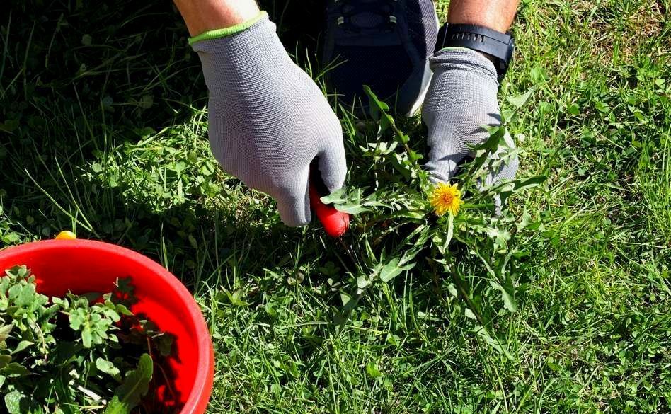 A Person Wearing Gloves Is Cutting Weeds In The Grass — Out On A Limb Tree and Garden Care In Batemans Bay, NSW