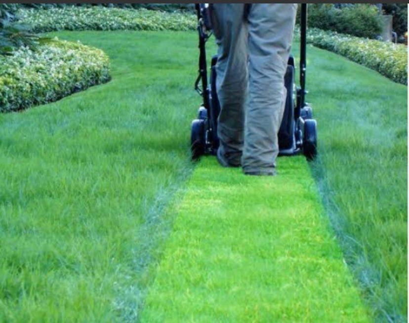 A Person Is Mowing A Lush Green Lawn With A Lawn Mower — Out On A Limb Tree and Garden Care In Narooma, NSW