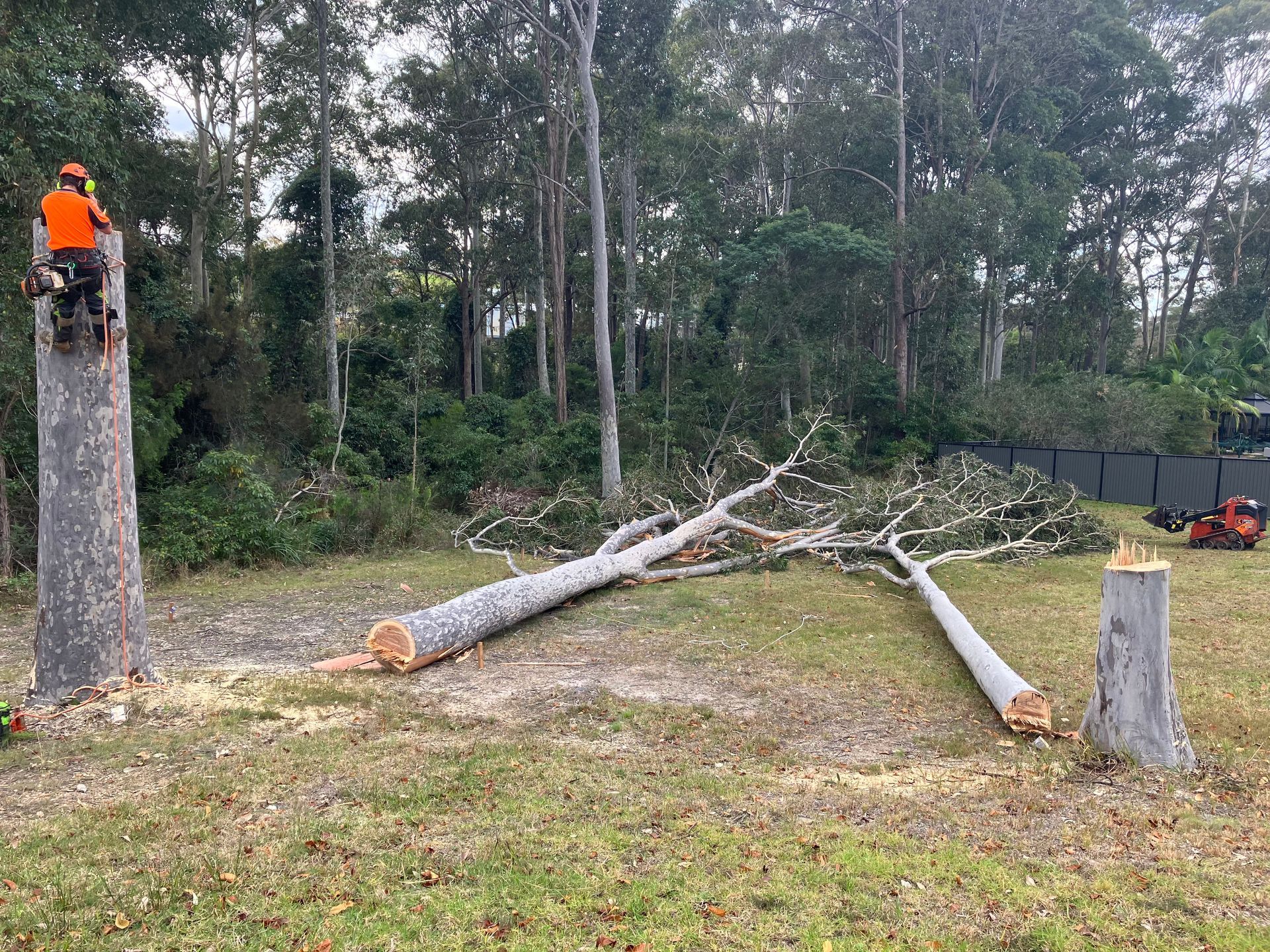 One Man In A Harness Attached To A Tree That Has Been Cut— Out On A Limb Tree and Garden Care In Broulee, NSW