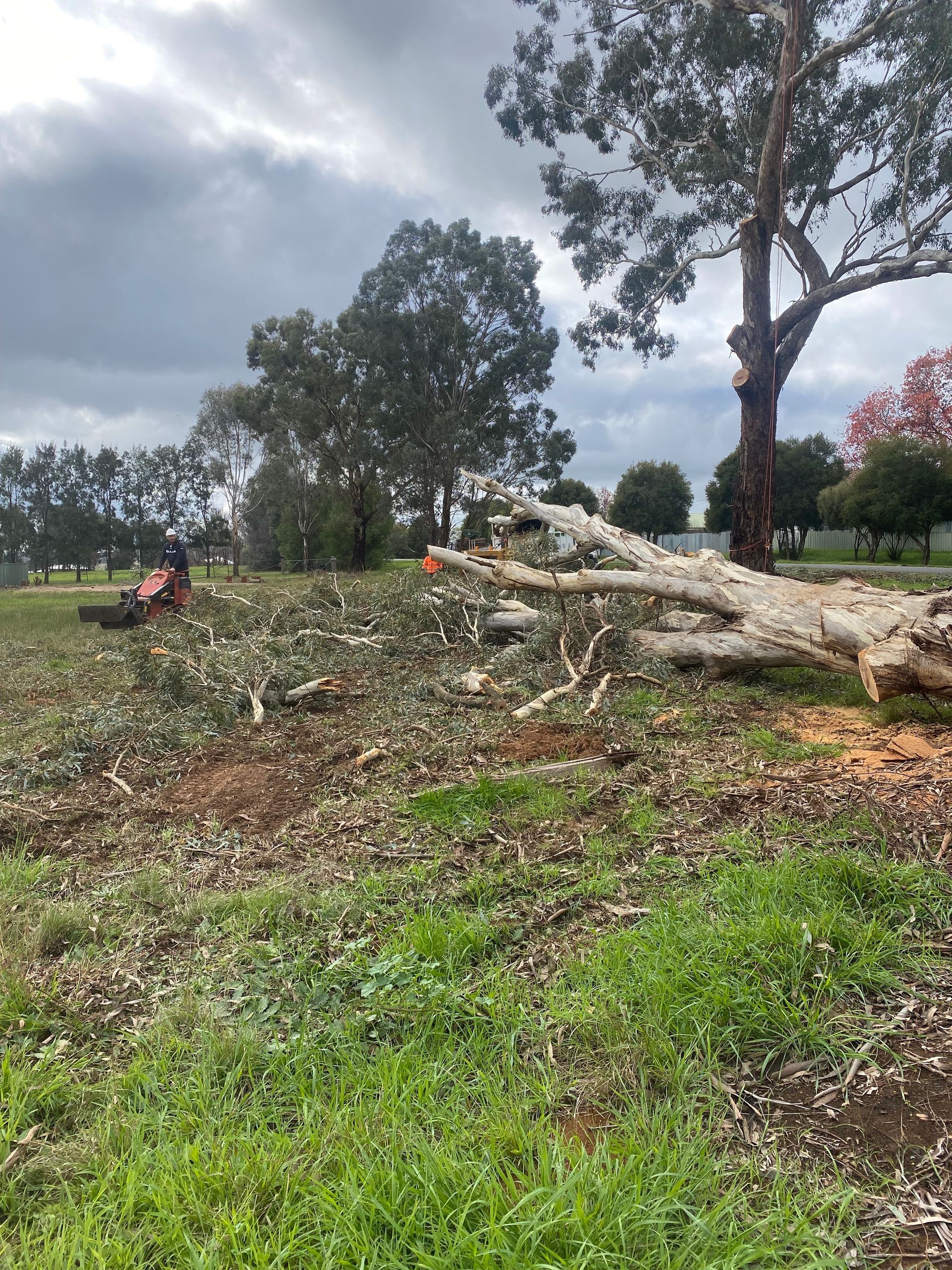A Lush Green Lawn With A Fence In The Background — Out On A Limb Tree and Garden Care In Broulee, NSW