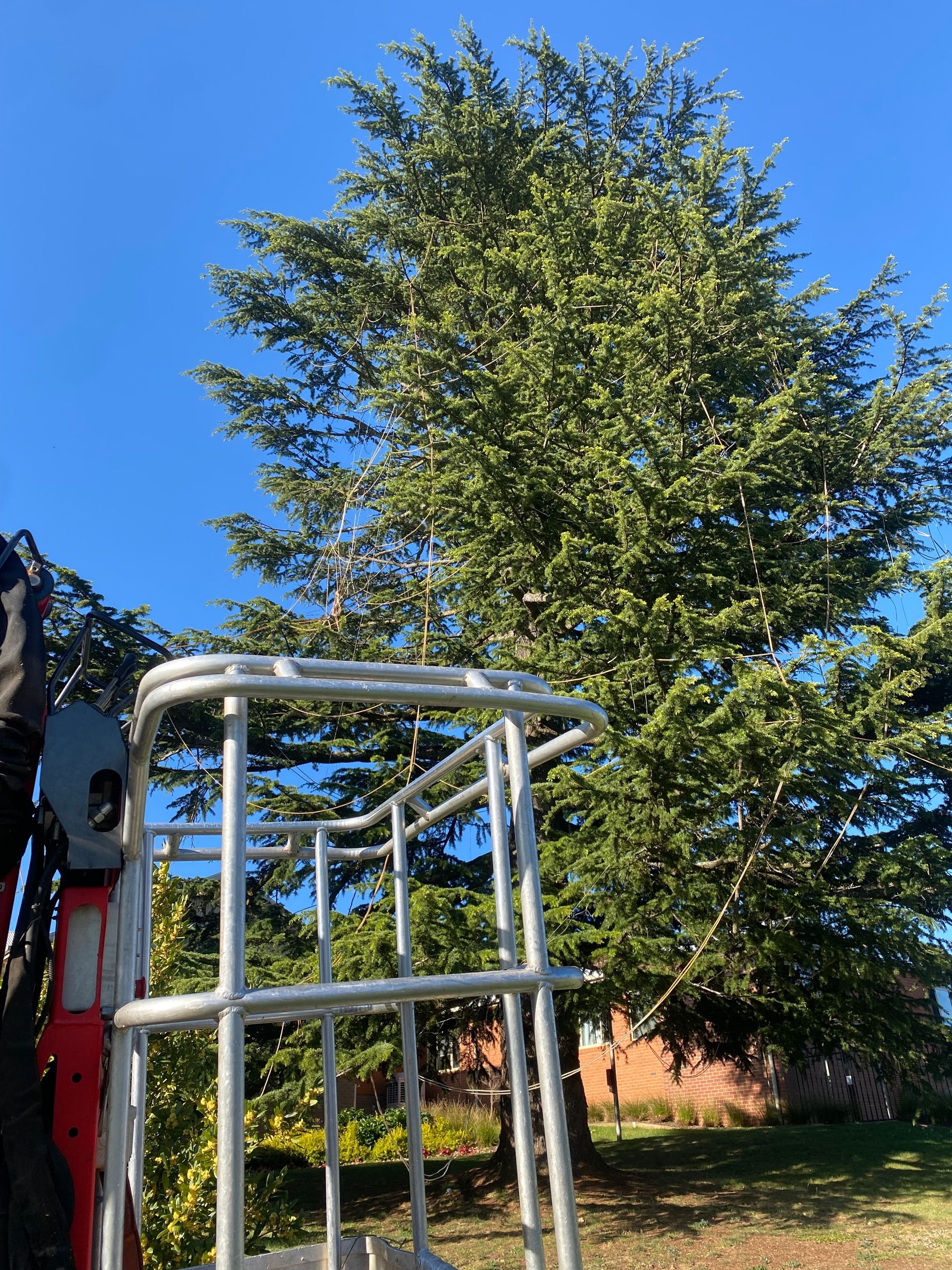 A large tree is being cut down by a crane — Out On A Limb Tree and Garden Care In Broulee, NSW