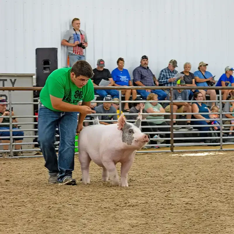 Teen in green shirt petting a brown cow at a livestock barn.