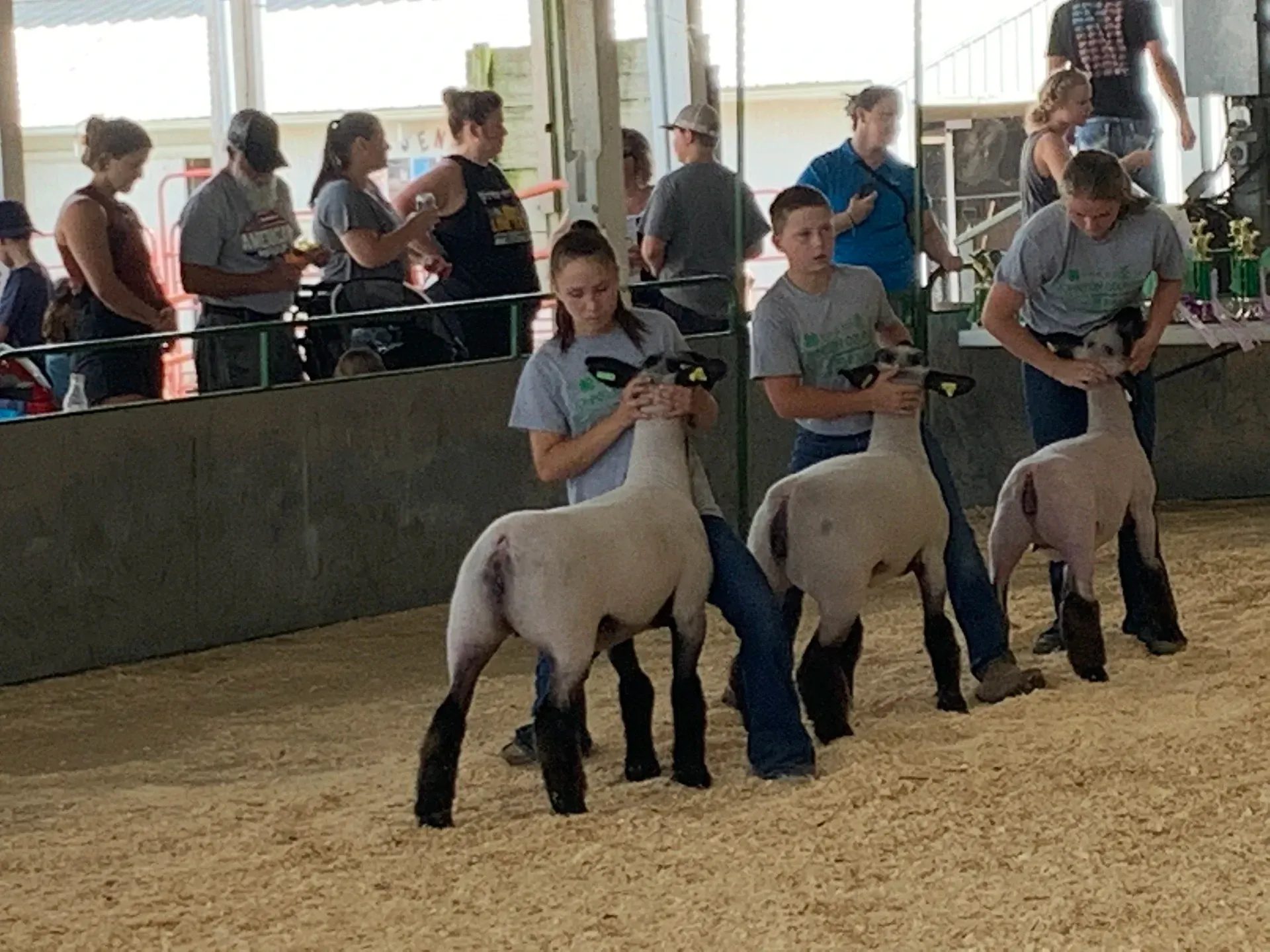 Children showing sheep at a livestock show, with spectators watching behind a fence.