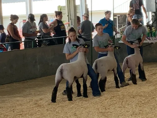 Children leading sheep at a livestock show in an indoor arena, with spectators watching behind a fence.