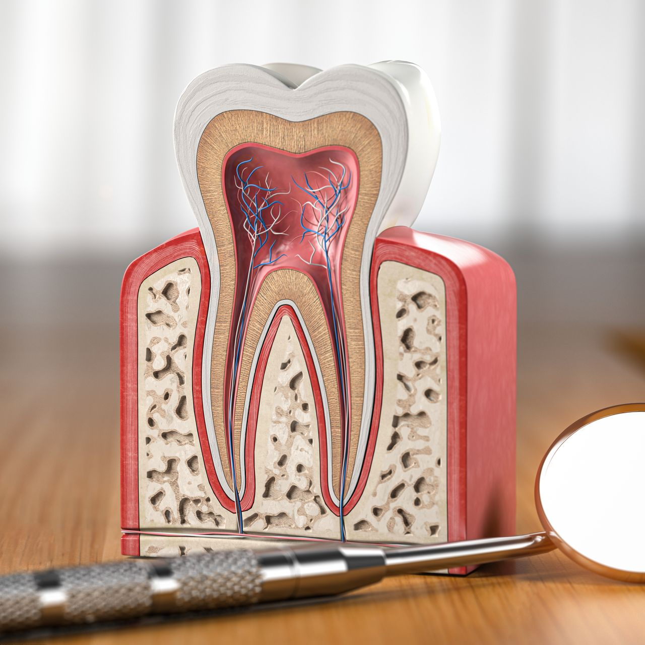 Detailed tooth cross-section model with dental tools beside it