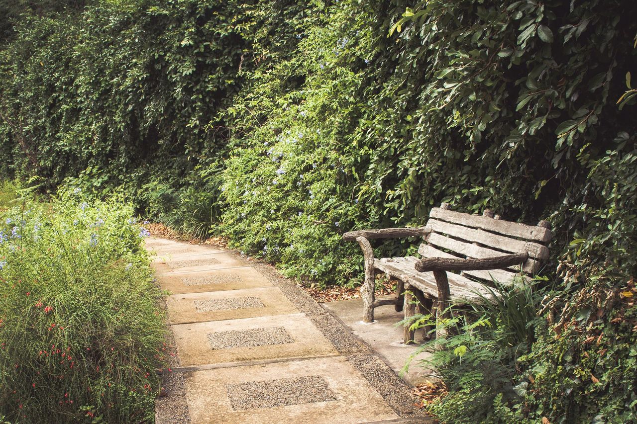 Garden path with a wooden bench beside lush green hedges and trees