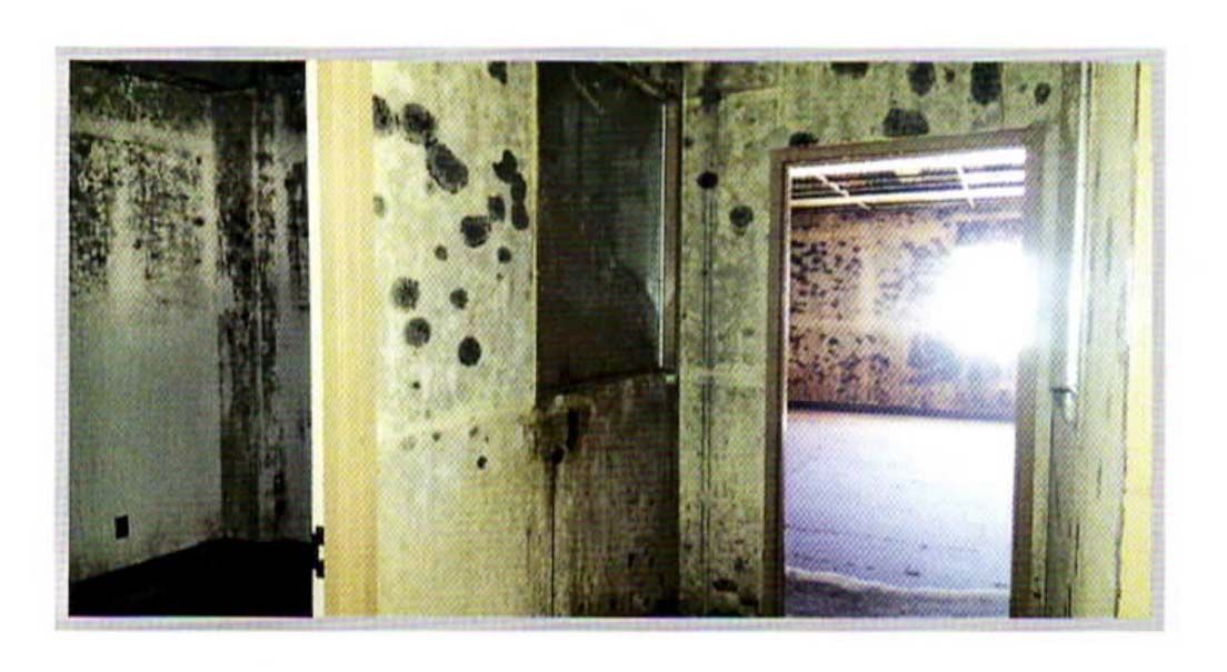 A close up of a white wall with black spots on it
